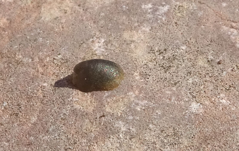 Ancylus fluviatilis (?) - Ancylidae